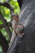 Mahabalipuram picture 11