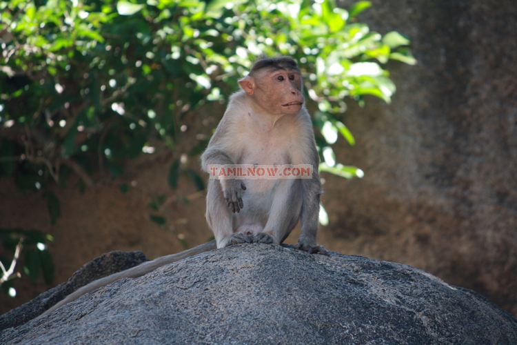 Mahabalipuram picture 5