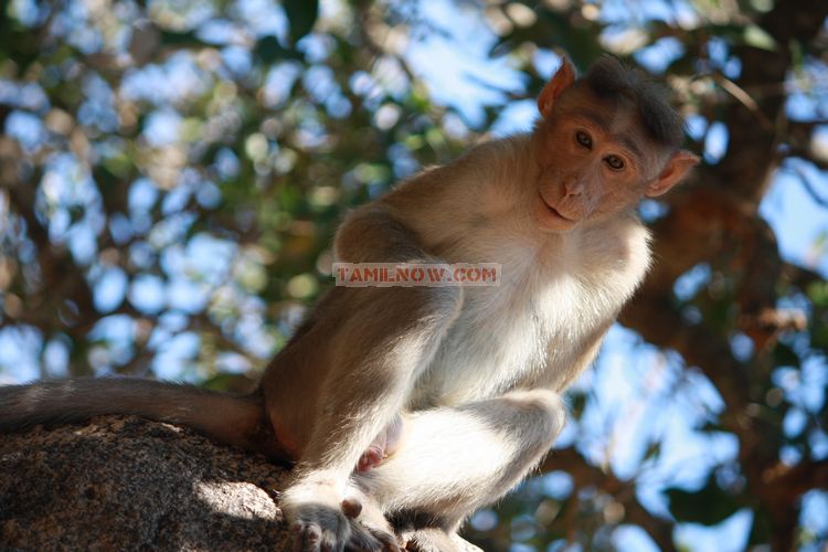 Monkey at mahabalipuram