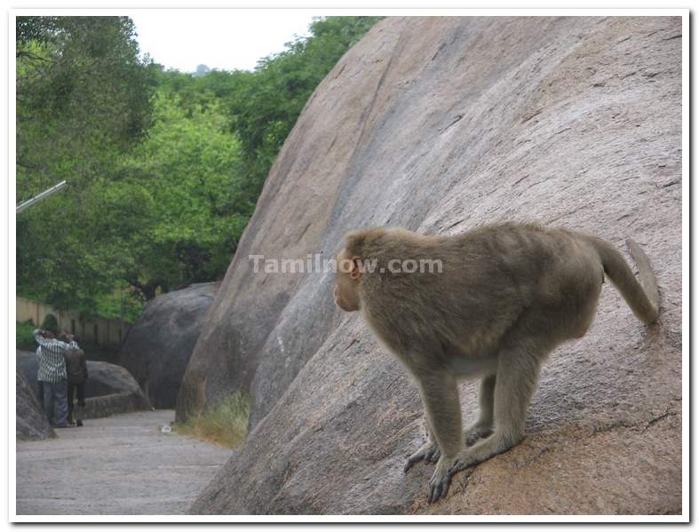 Monkey looking at visitors