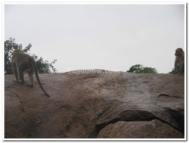 Monkeys at the Rocky hills