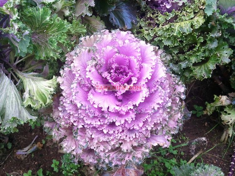 Flowers in ooty garden 1