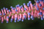 Flowers in ooty garden 10