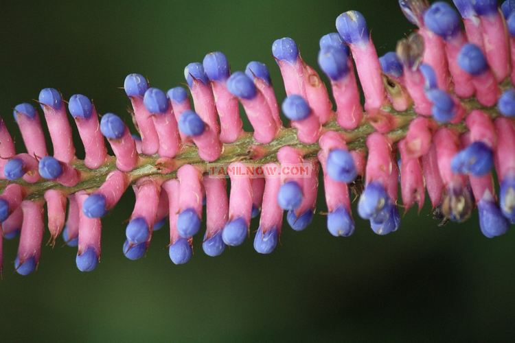 Flowers in ooty garden 10