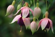 Flowers in ooty garden 11