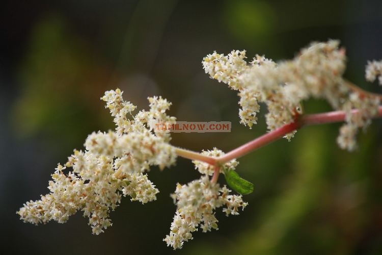 Flowers in ooty garden 14