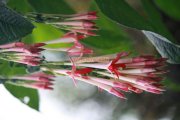 Flowers in ooty garden 15