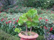 Flowers in ooty garden 2