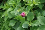 Flowers in ooty garden 5