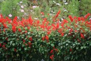 Flowers in ooty garden 7