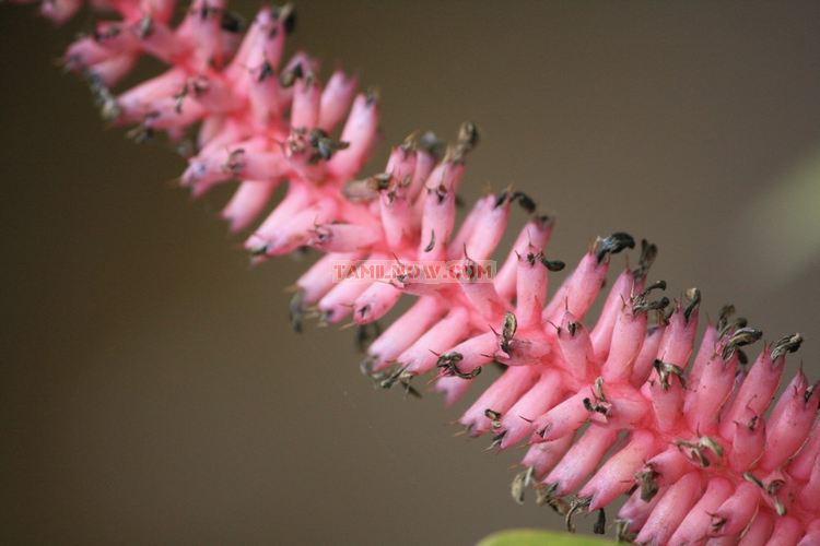 Flowers in ooty garden 8