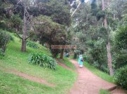 Ooty botanical garden 13