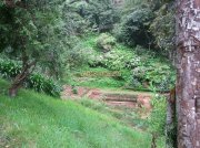 Ooty botanical garden 15