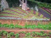 Ooty botanical garden 17