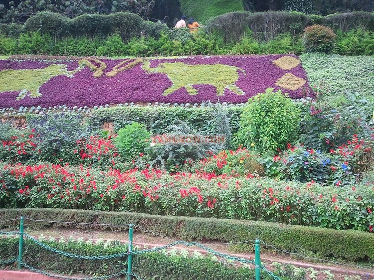 Ooty botanical garden 19