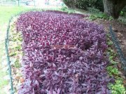 Ooty botanical garden 2