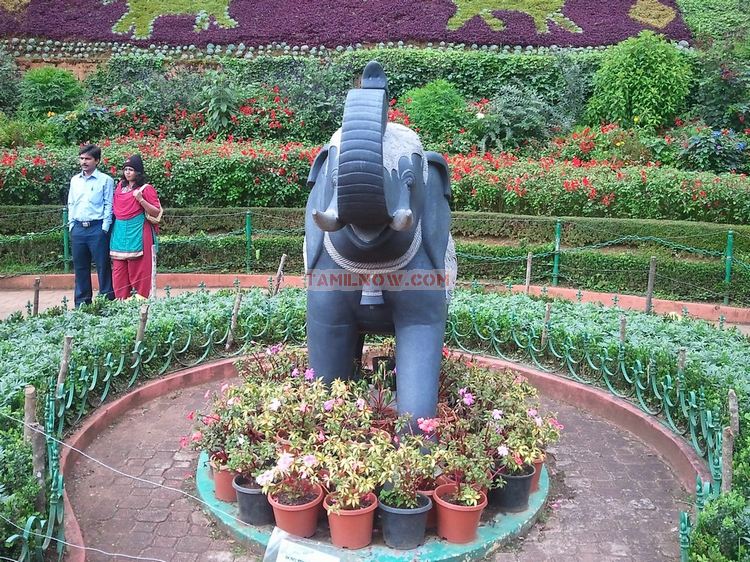 Ooty botanical garden 20