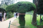 Ooty botanical garden 28