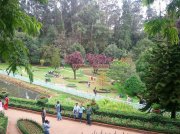 Ooty botanical garden 4