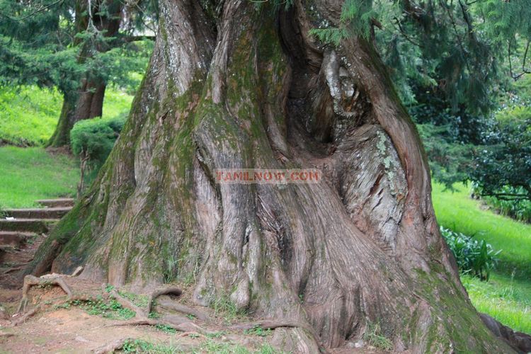 Ooty botanical garden 42