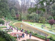 Ooty botanical garden 6