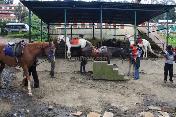 Ooty Horses