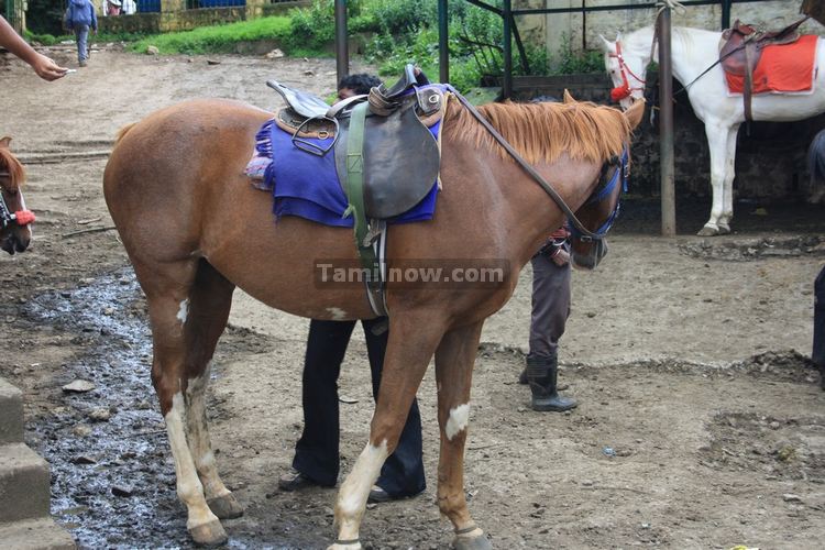 Ooty Horse Riding