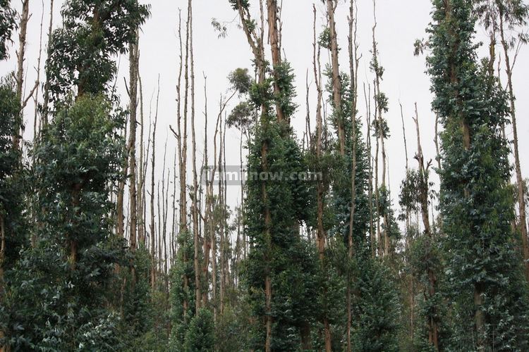 Udhagamandalam Trees