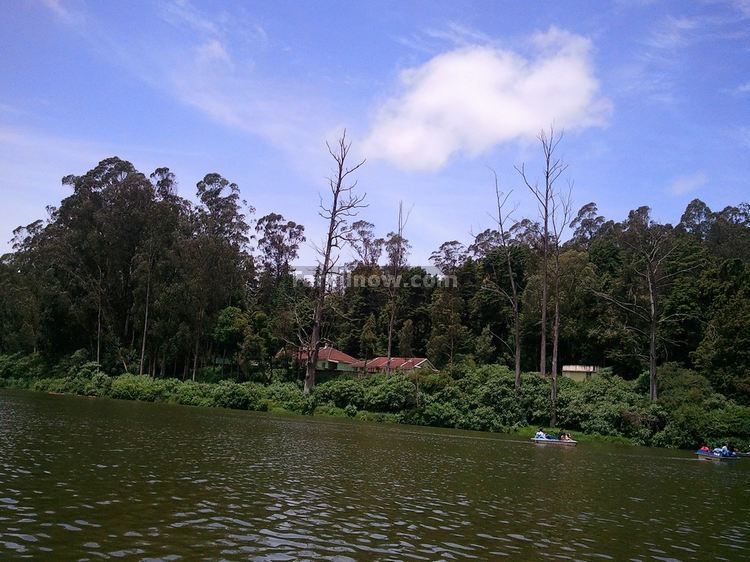 Ooty lake Eucalyptus Trees