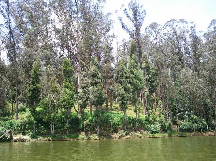 Eucalyptus Trees at Ooty