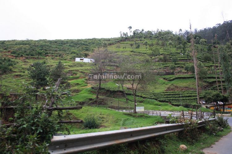 Ooty Tea Gardens