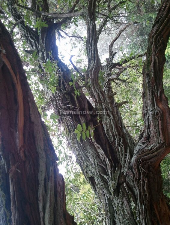 Ooty Botanical Garden Tree