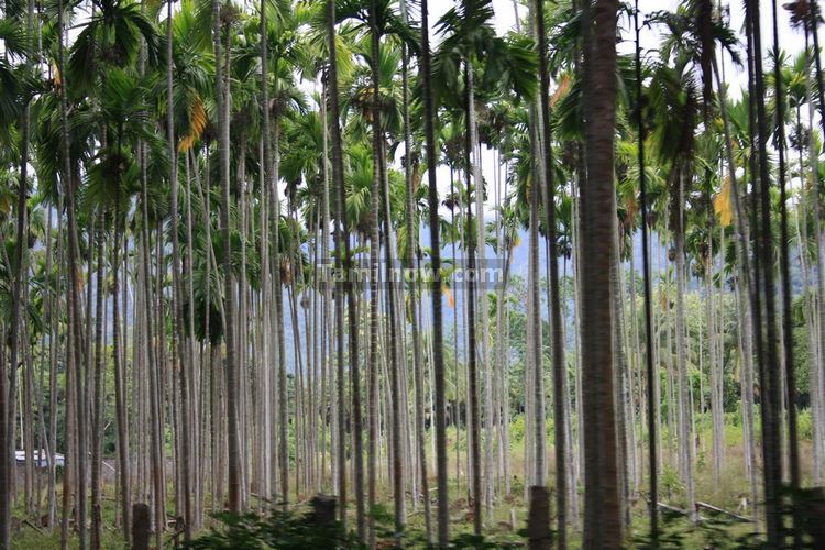 Ooty Betal Trees plantations