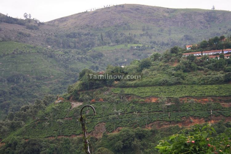 Ooty Tea Estate 