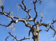 Leafless tree on road