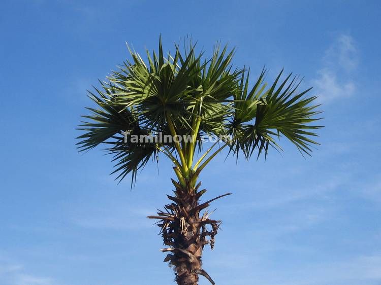 Palm tree still 2