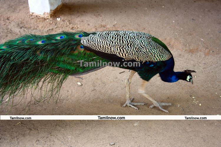 Ramana maharshi ashram peacock 1