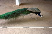 Ramana maharshi ashram peacock 2