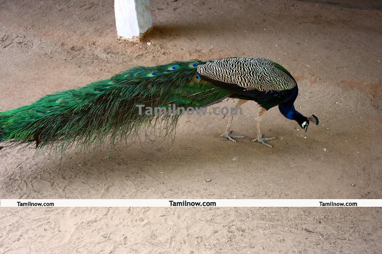 Ramana Maharshi ashram peacock