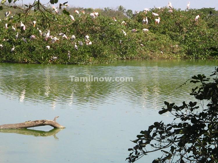 Bird Sanctuary at Vedantangal