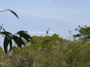 Bird on tree