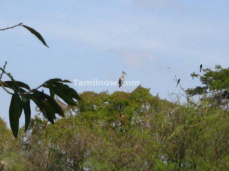 A bird on a tree