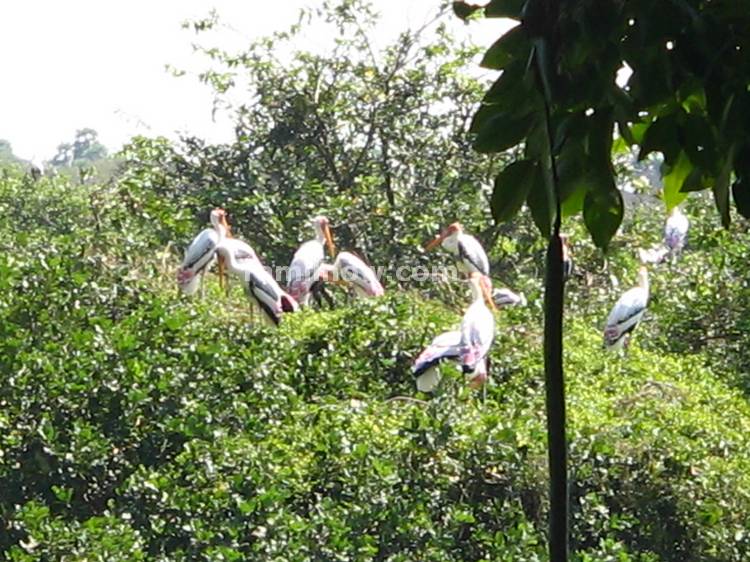 Birds at the Sanctuary