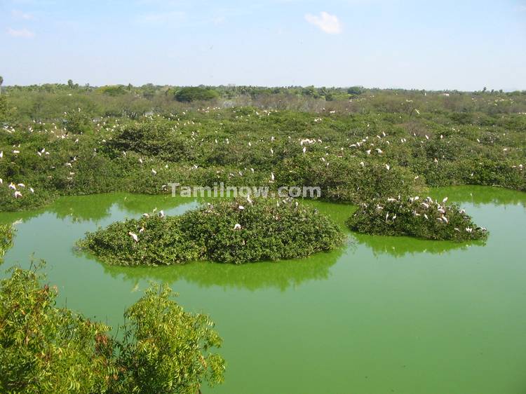 Birds on Bushes at Vedantangal