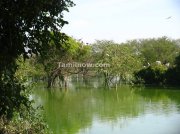 Birds on trees in lake