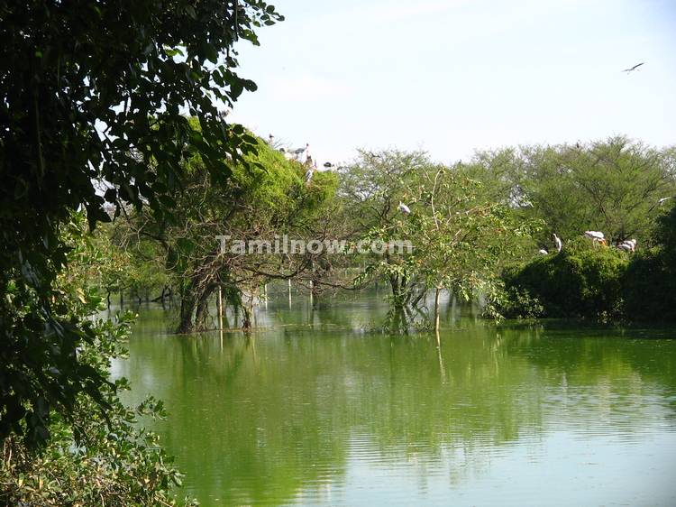 Vedantangal Bird Sanctuary