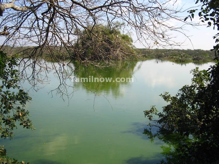 Breath taking view of Vedanthangal Bird Sanctuary