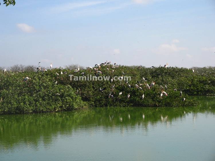 Bushes full of birds 