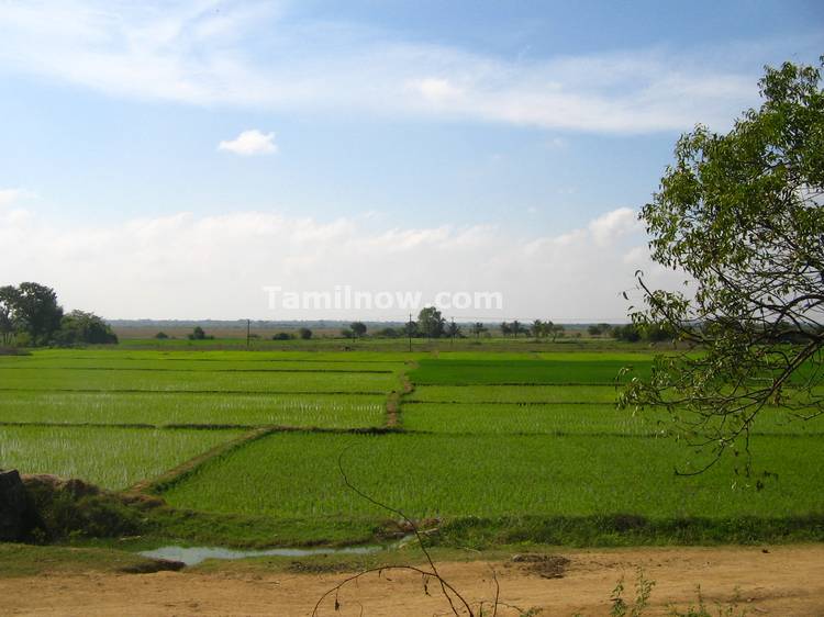 Paddy Fields  near the Sanctuary