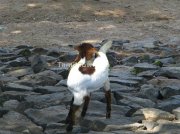 Goat at vedanthangal